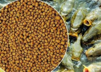 عن أعلاف الأسماك.. أللر أكوا إيجيبت: عمليات شراء واسعة لتأمين احتياجات المزراع السمكية