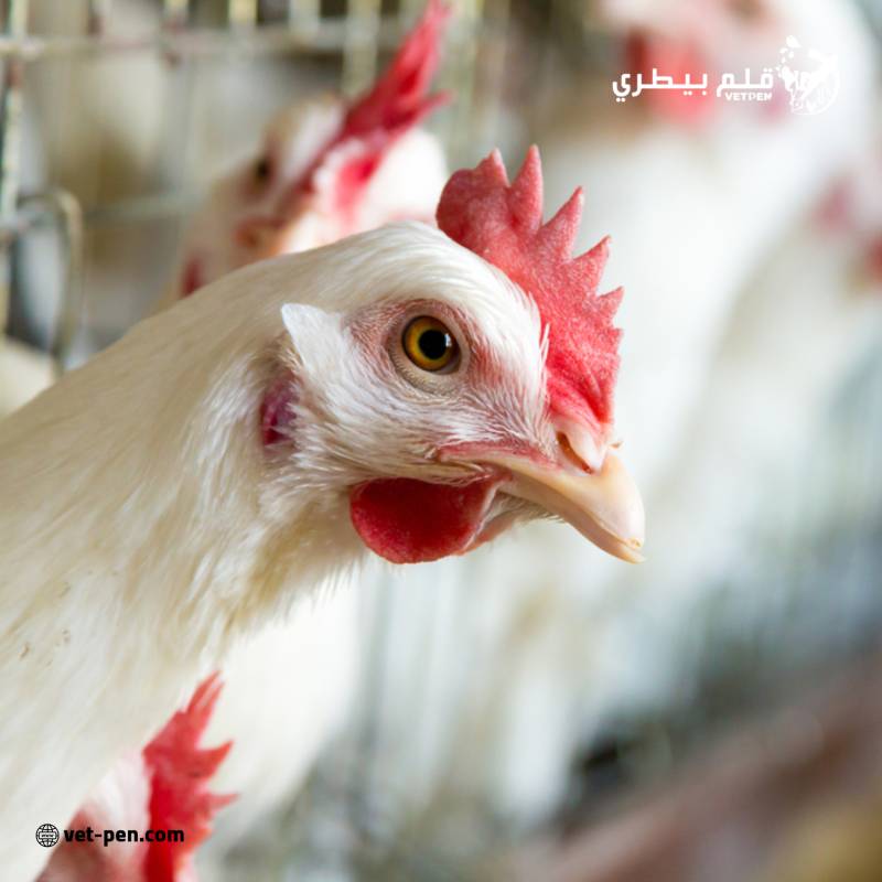 انتعاش أسواق الدواجن العالمية: الاتجاهات والتحديات الجديدة (تقرير)