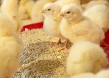 رغم ارتفاع أسعارها.. عبدالجليل: أسواق الكتاكيت تشهد نشاط غير مسبوق.. والكتكوت يصل لمستوى 50 جنيه قريبا