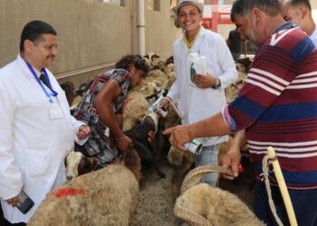 الخدمات البيطرية: فحص وعلاج 170 الف رأس ماشية مجانا لصغار المزارعين احتفالا بعيد الفلاح