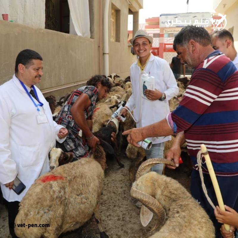 الخدمات البيطرية: فحص وعلاج 170 الف رأس ماشية مجانا لصغار المزارعين احتفالا بعيد الفلاح