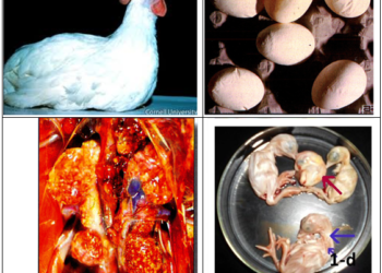 مرض الإلتهاب الشعبي المعدى فى الدواجن Infectious Bronchitis