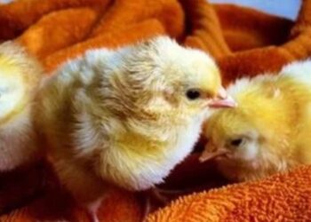 مصطفي رجب: شركات الكتاكيت الجاني الرئيسي وراء الصعود والإتحاد داعم لهم