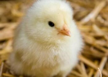 الوادي جروب: تداعيات أزمة عام 2022 و2023 وقلة وجود جدود وراء ارتفاع الكتكوت