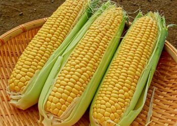 العقود الآجلة للذرة ترتفع بنهاية الأربعاء بسبب المبيعات السريعة