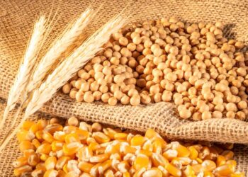 واردات مصر من القمح والذرة وفول الصويا تنمو بنسبة 7.7% خلال 7 أشهر