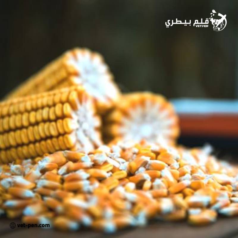 مبيعات الذرة الأمريكية تتجاوز 3 ملايين طن خلال الأسبوع