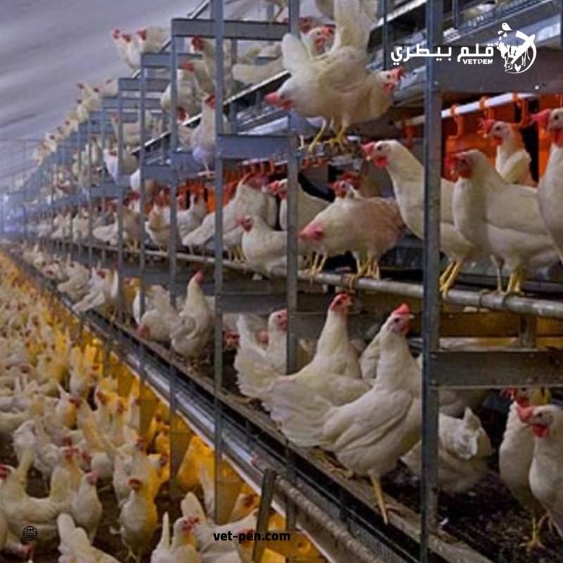 التسمين يستقر والساسو يتراجع.. أسعار الدواجن والبيض والكتاكيت اليوم الخميس بالمزارع