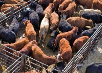 مصر تستقبل أكثر من 8 آلاف رأس ماشية خلال الأيام الماضية