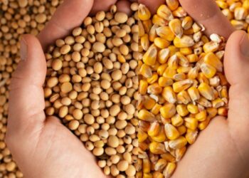 المجد: صعود أسعار الخامات لتوازي التكلفة المرتفعة.. والصويا تسجل 22 ألف جنيه للطن