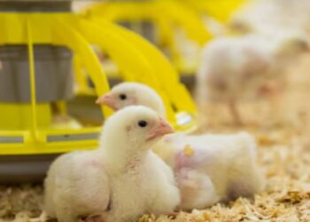 خاص| أحمد رمزي: شائعات الاستيراد وراء تراجع سعر الكتكوت لمستوى 44 جنيه