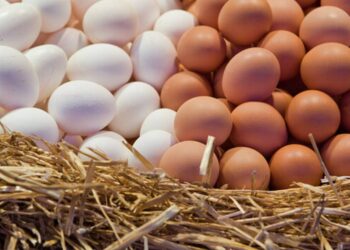 الصحراوي: انفراجة في أسعار البيض الفترة المقبلة لهذه الأسباب