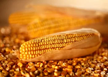 عقود الذرة تحقق مكاسب محدودة بنهاية جلسة الثلاثاء