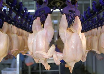 الزيني: منتجي الدواجن يتكبدون خسائر مالية للموسم الثاني على التوالي