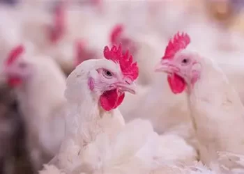 أسعار الدواجن