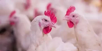 أسعار الدواجن