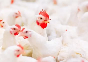 الزيني: قطاع الدواجن مقبل على العودة إلى الاكتفاء الذاتي بعد عجز إنتاجي بلغ 40% في العامين الماضيين