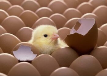 استيراد كتاكيت وبيض مخصب من الخارج