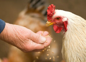 أهمية الثروة الداجنة فى مصر وطرق وقايتها من الأمراض