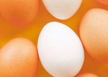 خاص| الزراعة توافق علي استيراد بيض تفريخ وتسمين وبياض من الخارج لـ 6 شركات