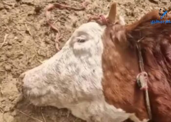 الجلد العقدي