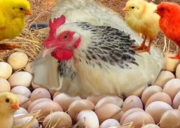 خاص | وصول الطائرة الخاصة المحملة بالبيض المخصب لحل أزمة الكتاكيت