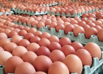 خاص| استيراد 30 مليون بيض مائدة بينهما 7مليون و 200 ألف بيضة قادمين الخميس المقبل