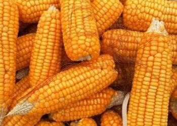 ذرة أوكرانيا