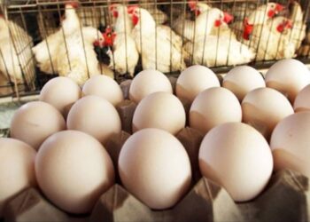 السنطة للأعلاف