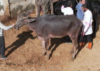 الزراعة: فحص أكثر من 46 الف رأس ماشية و 66 ألف طائر منزلى مجانا خلال شهر أكتوبر