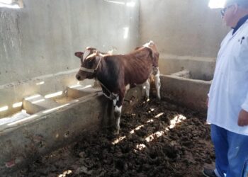 بحوث الصحراء ينظم قافلة بيطرية لتحسين صحة الثروة الحيوانية في مدينة رأس سدر بجنوب سيناء