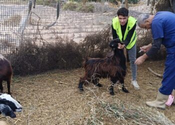 "الزراعة" تطلق قافلتين بيطريتين لدعم المربين في شمال سيناء