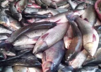 أسعار السمك اليوم الأحد بسوق العبور للجملة