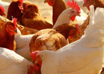 أسعار الدواجن والبيض والكتاكيت اليوم السبت بالمزارع