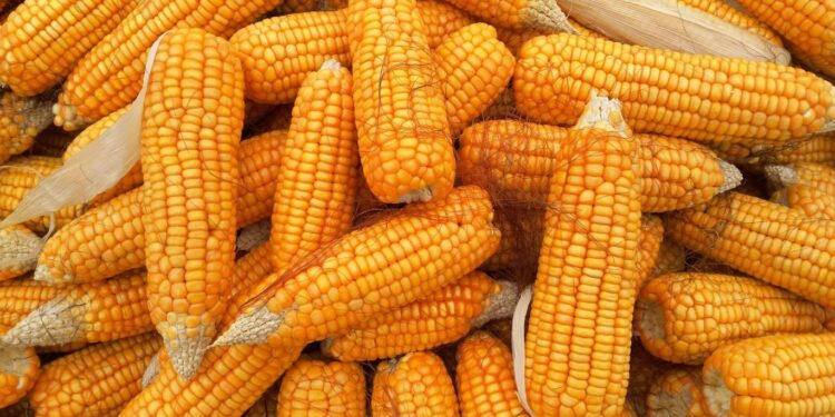 بورصة الحبوب| العقود الآجلة للذرة تظهر ارتفاعًا في نهاية تداولات يوم الجمعة