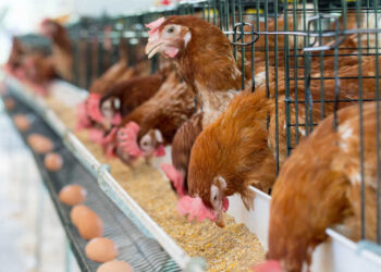 صناعة الدواجن