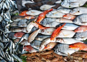 أسعار السمك