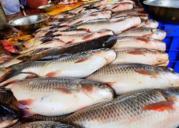 أسعار السمك