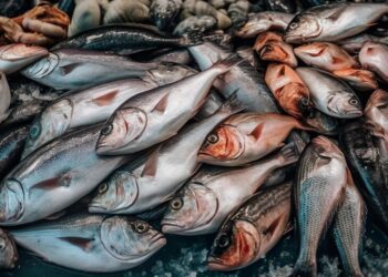 أسعار السمك