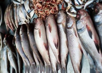 أسعار السمك اليوم الإثنين بسوق العبور للجملة