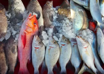 أسعار السمك