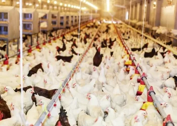 إضافات الأعلاف