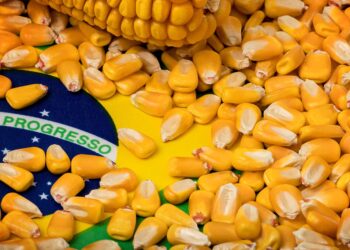 الذرة البرازيلية