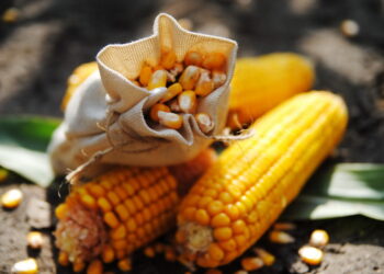 نيسون إنترناشيونال