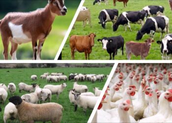 الثروة الحيوانية