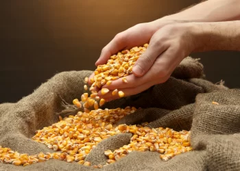 العقود الآجلة للذرة