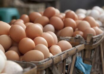 دراسة بورصة بيض الصحراوي