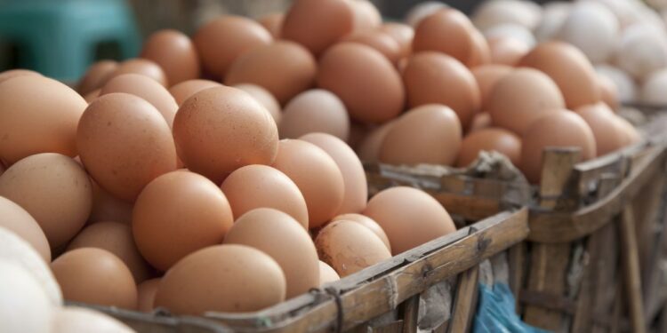 دراسة بورصة بيض الصحراوي