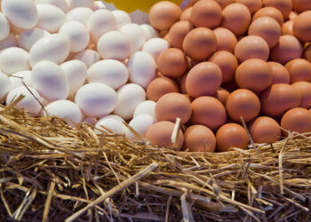 بورصة بيض الصحراوي