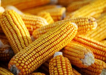 عقود الذرة الآجلة